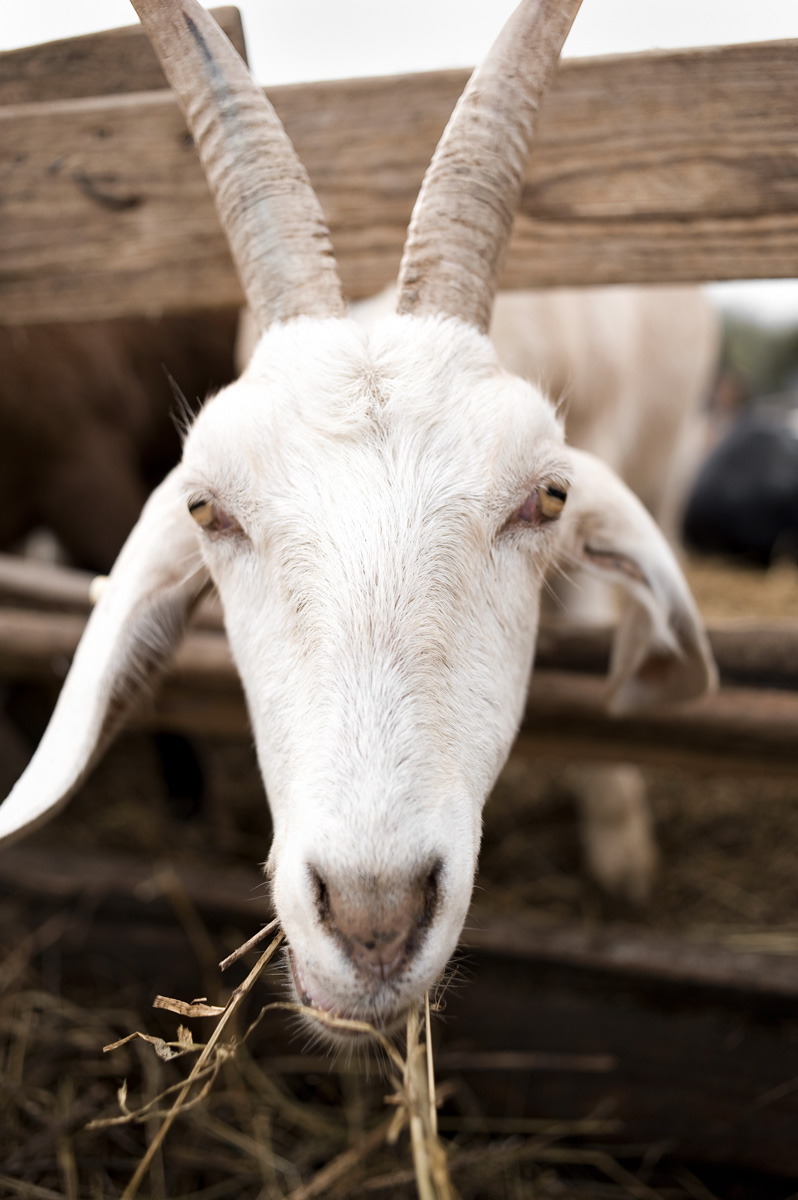 2010-2011 FALL/WINTER COLLABORATION WITH KEPP SHOWROOM